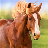 The Horse
