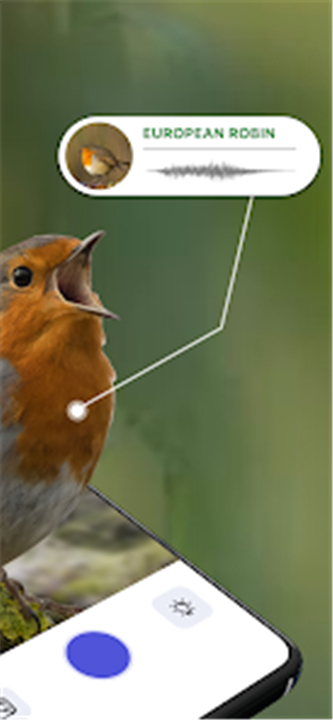 Bird Sound Identifier Bird ID screenshot2