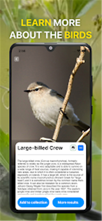 Bird Sound Identifier Bird ID screenshot4