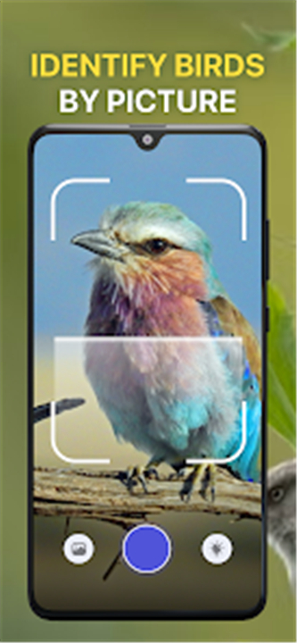 Bird Sound Identifier Bird ID screenshot3