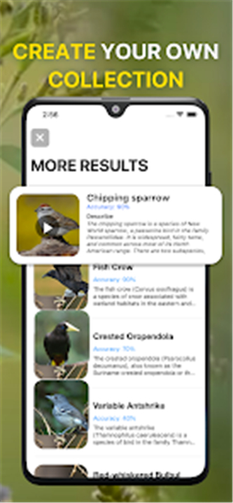 Bird Sound Identifier Bird ID screenshot5