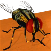 Be the Fly