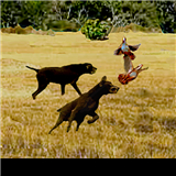 caza con perro
