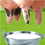 Farm Milk The Cow