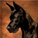 Great Dane Simulator
