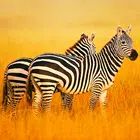 The Zebra