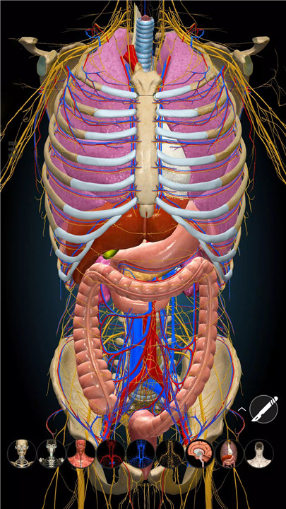 Anatomy Learning - 3D Anatomy screenshot7