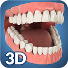 Dental Anatomy Pro.