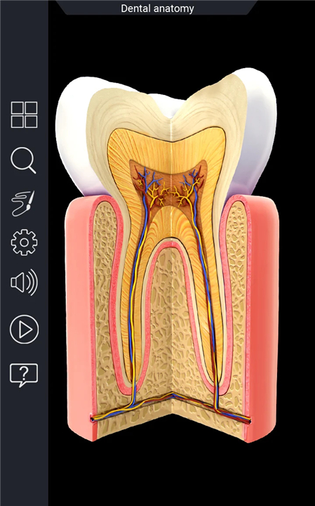 Dental Anatomy Pro. screenshot1