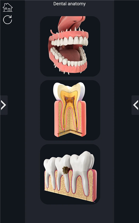 Dental Anatomy Pro. screenshot2