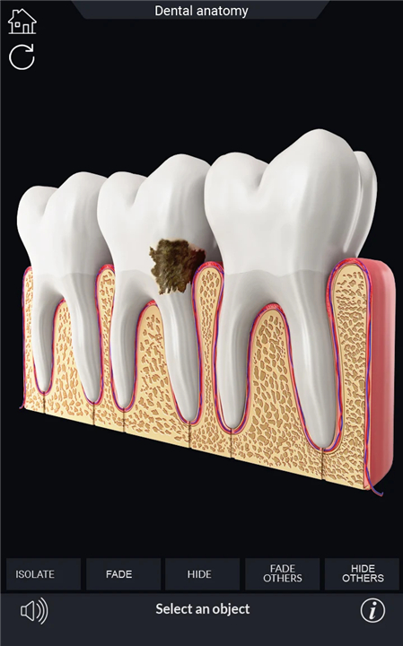 Dental Anatomy Pro. screenshot4