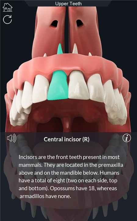Dental Anatomy Pro. screenshot6