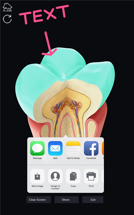 Dental Anatomy Pro. screenshot8