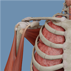 VOKA 3D Anatomy and Physiology